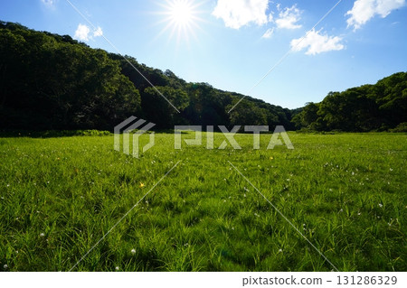 Kitadobu Marsh in July (Kijimadaira Village, Nagano Prefecture) 131286329