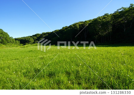 七月的北土布沼澤(長野縣木島平村) 七月的北土布沼澤(長野縣木島平村) 131286330