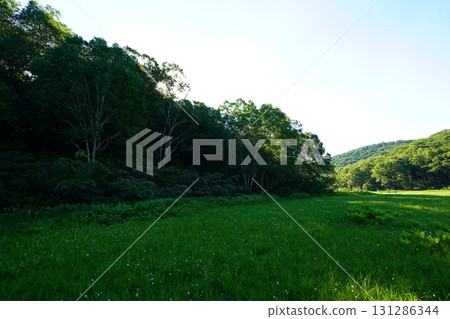 七月的北土布沼澤（長野縣木島平村） 131286344