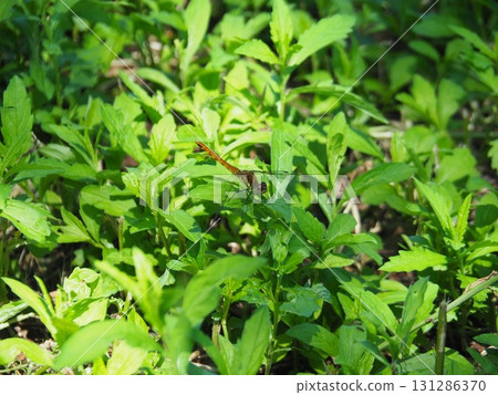 七月的北土布沼澤(長野縣木島平村) 七月的北土布沼澤(長野縣木島平村) 131286370