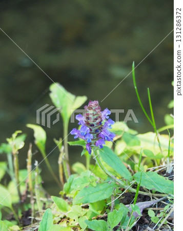 Kitadobu Marsh in July (Kijimadaira Village, Nagano Prefecture) 131286372
