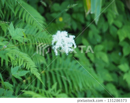 七月的北土布沼澤（長野縣木島平村） 131286373