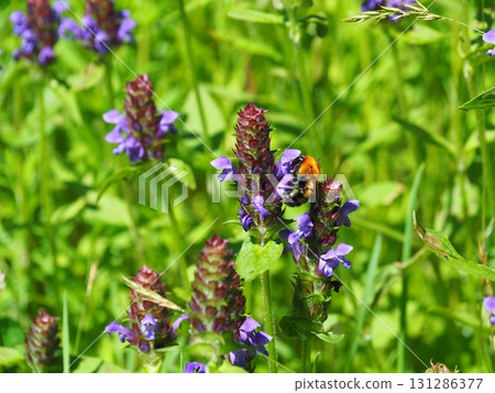 七月的北土布沼澤(長野縣木島平村) 七月的北土布沼澤(長野縣木島平村) 131286377