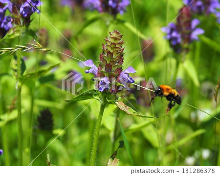 七月的北土布沼澤（長野縣木島平村） 131286378