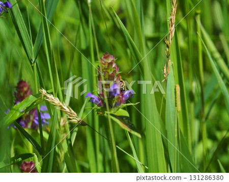 Kitadobu Marsh in July (Kijimadaira Village, Nagano Prefecture) 131286380