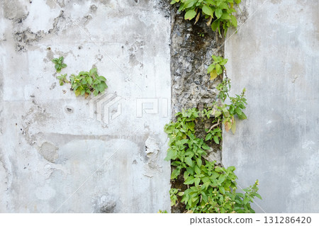 Green creeper and ivy cover on grunge concrete wall exterior in natural sunlight 131286420
