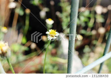 Blooming chamomile flower field in natural sunlight 131286430