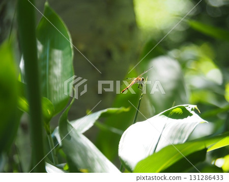 七月的北土布沼澤（長野縣木島平村） 131286433