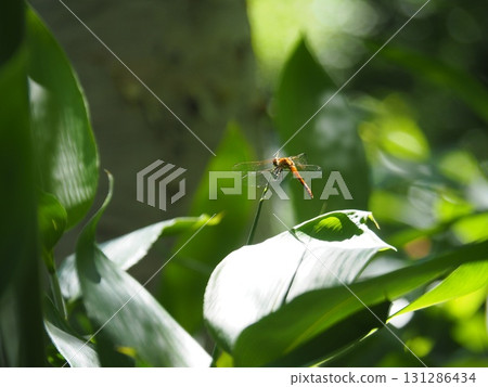 七月的北土布沼澤（長野縣木島平村） 131286434