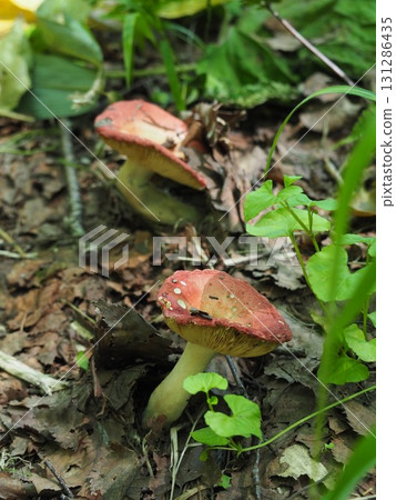 七月的北土布沼澤(長野縣木島平村) 七月的北土布沼澤(長野縣木島平村) 131286435