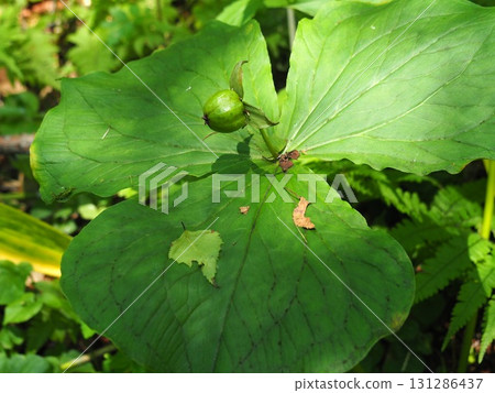 七月的北土布沼澤（長野縣木島平村） 131286437