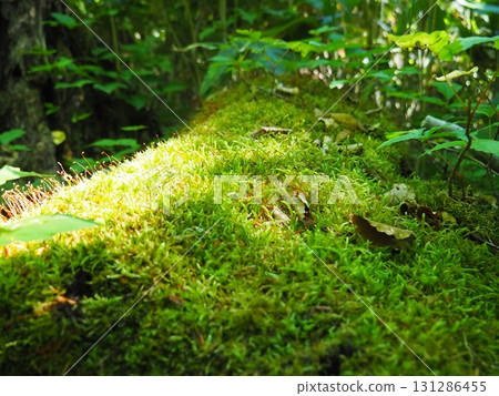 七月的北土布沼澤(長野縣木島平村) 七月的北土布沼澤(長野縣木島平村) 131286455