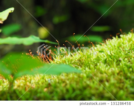 七月的北土布沼澤（長野縣木島平村） 131286458