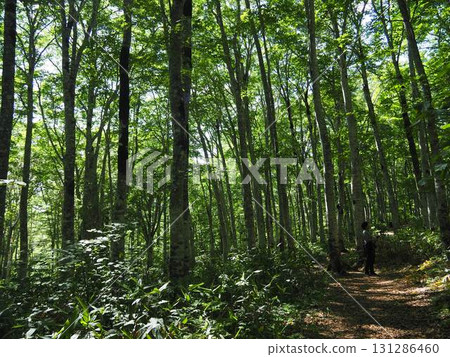 Kitadobu Marsh in July (Kijimadaira Village, Nagano Prefecture) 131286460