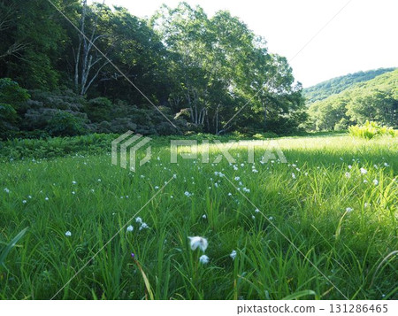 Kitadobu Marsh in July (Kijimadaira Village, Nagano Prefecture) 131286465