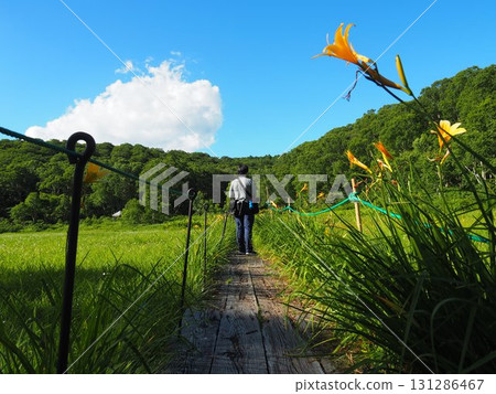 七月的北土布沼澤(長野縣木島平村) 七月的北土布沼澤(長野縣木島平村) 131286467