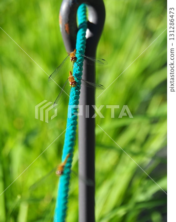 七月的北土布沼澤（長野縣木島平村） 131286473