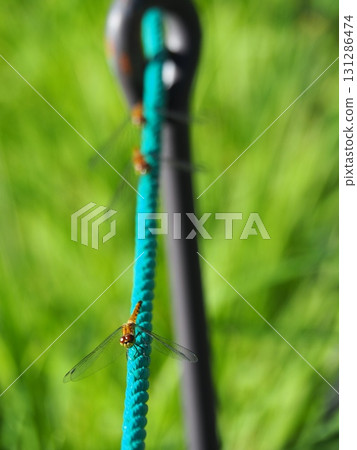 七月的北土布沼澤(長野縣木島平村) 七月的北土布沼澤(長野縣木島平村) 131286474