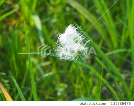 七月的北土布沼澤（長野縣木島平村） 131286476