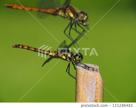 七月的北土布沼澤（長野縣木島平村） 131286483