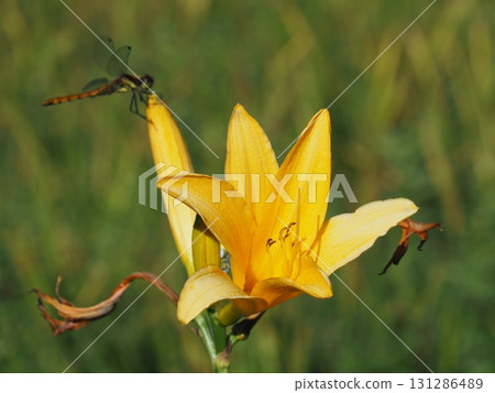 七月的北土布沼澤（長野縣木島平村） 131286489