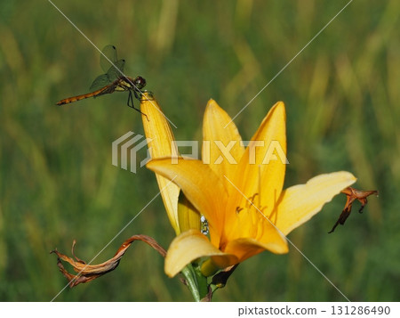 Kitadobu Marsh in July (Kijimadaira Village, Nagano Prefecture) 131286490