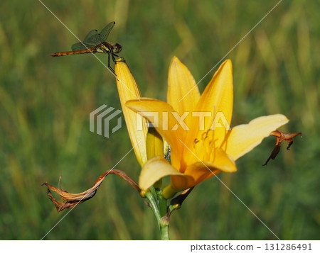 七月的北土布沼澤（長野縣木島平村） 131286491