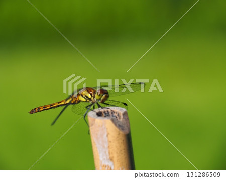 七月的北土布沼澤（長野縣木島平村） 131286509