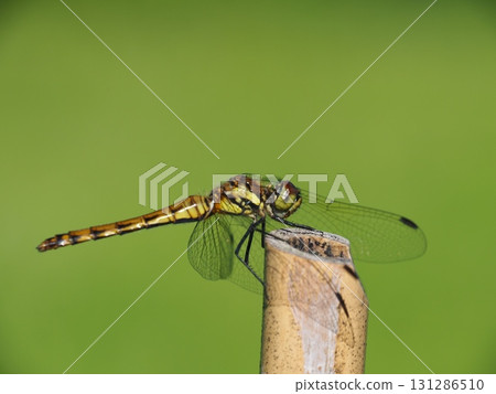 七月的北土布沼澤（長野縣木島平村） 131286510