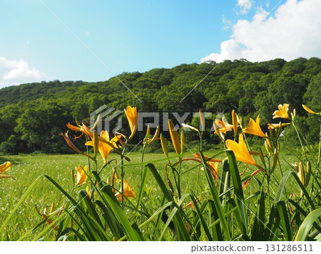 七月的北土布沼澤(長野縣木島平村) 七月的北土布沼澤(長野縣木島平村) 131286511
