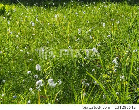 七月的北土布沼澤（長野縣木島平村） 131286512