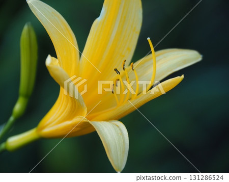 七月的北土布沼澤（長野縣木島平村） 131286524