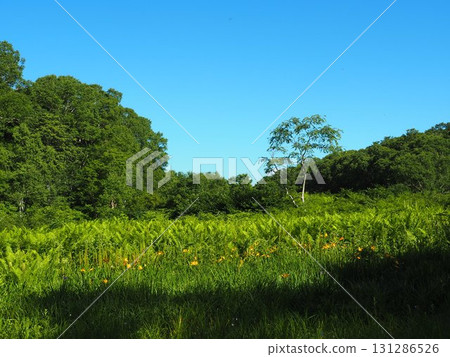 七月的北土布沼澤(長野縣木島平村) 七月的北土布沼澤(長野縣木島平村) 131286526