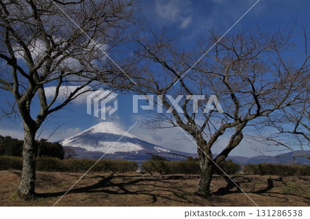 Snow-capped Mount Fuji 2, creating a scene of withered winter trees 131286538