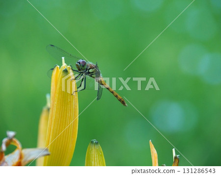 七月的北土布沼澤（長野縣木島平村） 131286543