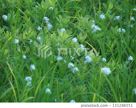 七月的北土布沼澤（長野縣木島平村） 131286551