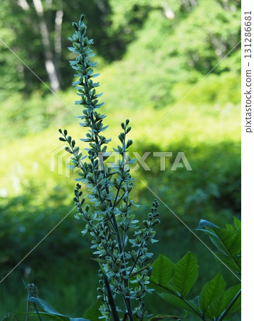 Kitadobu Marsh in July (Kijimadaira Village, Nagano Prefecture) 131286681