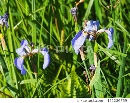 七月的北土布沼澤（長野縣木島平村） 131286769