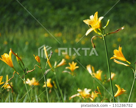 七月的北土布沼澤（長野縣木島平村） 131286782