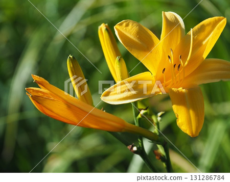 七月的北土布沼澤（長野縣木島平村） 131286784