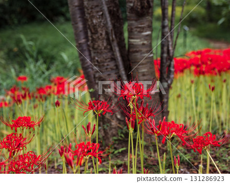 Cluster amaryllis buds and flowers beginning to bloom in the park (21st Century Forest and Square, Matsudo City, Chiba Prefecture) Cluster amaryllis buds and flowers beginning to bloom in the park (21st Century Forest and Square, Matsudo City, Chiba Prefecture) 131286923