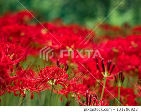 Cluster amaryllis buds and flowers beginning to bloom in the park (21st Century Forest and Square, Matsudo City, Chiba Prefecture) Cluster amaryllis buds and flowers beginning to bloom in the park (21st Century Forest and Square, Matsudo City, Chiba Prefecture) 131286928