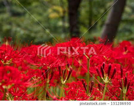 公園裡開始綻放的石蒜花蕾和花朵（千葉縣松戶市21世紀森林廣場） 131286930