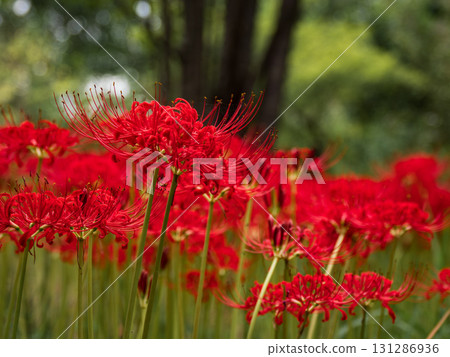 公園裡開始綻放的石蒜花蕾和花朵（千葉縣松戶市21世紀森林廣場） 131286936