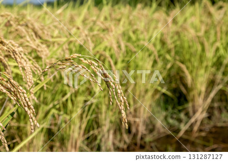 Image of a rice field in autumn with drooping rice ears 131287127