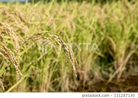 Image of a rice field in autumn with drooping rice ears Image of a rice field in autumn with drooping rice ears 131287130