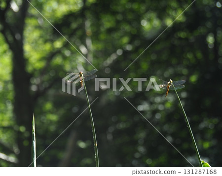 七月的北土布沼澤（長野縣木島平村） 131287168