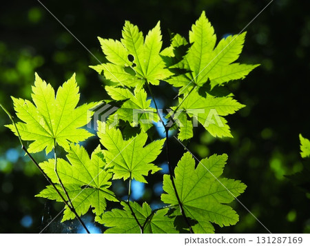 七月的北土布沼澤（長野縣木島平村） 131287169