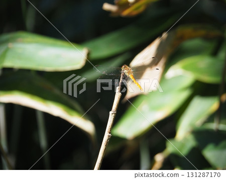 七月的北土布沼澤(長野縣木島平村) 七月的北土布沼澤(長野縣木島平村) 131287170