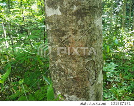 七月的北土布沼澤（長野縣木島平村） 131287171